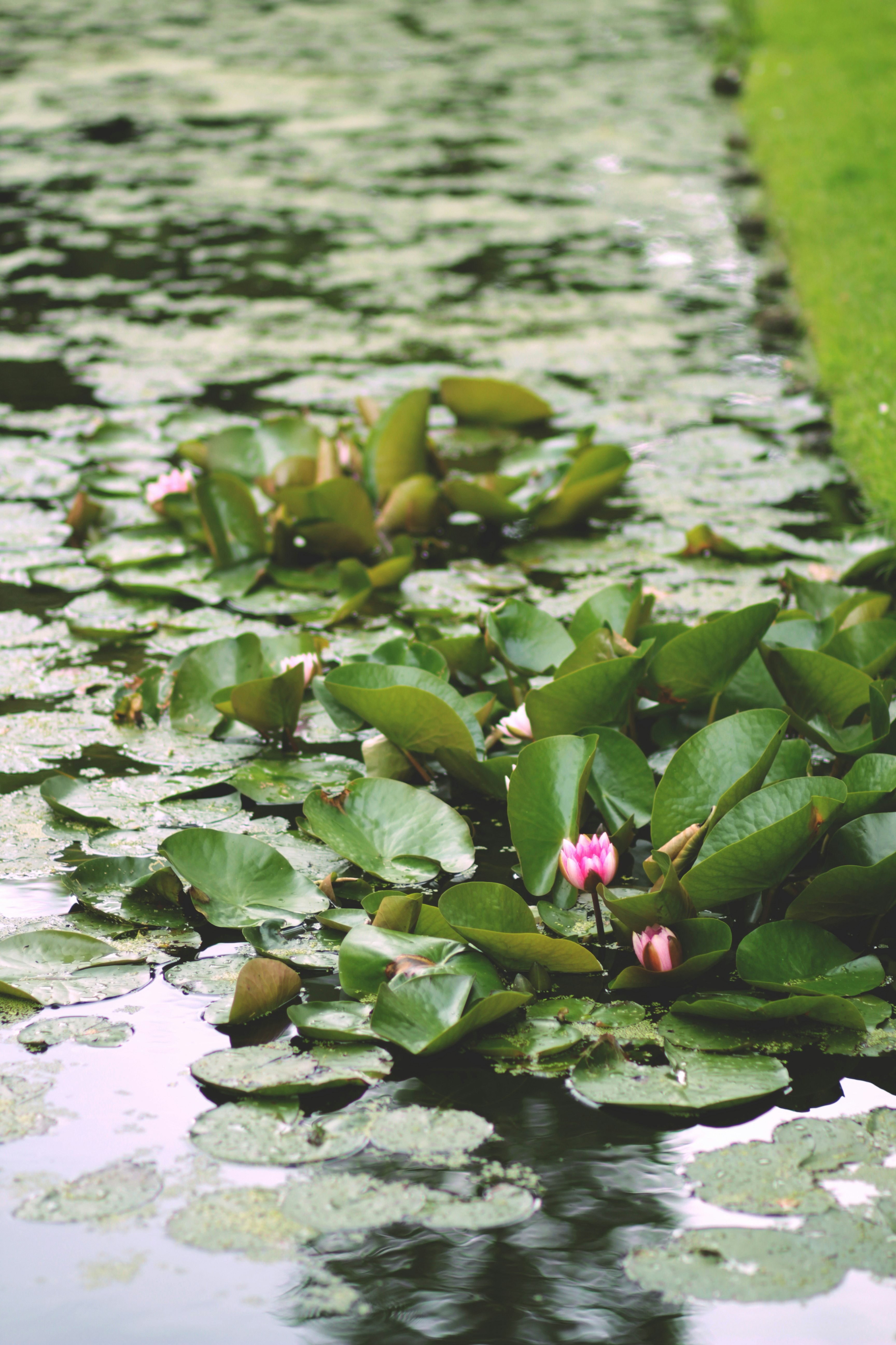 green water lilies on water